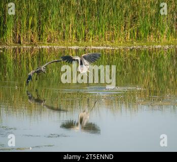 Große Blaureiher-Schlacht auf einem Teich vor den Keksen an einem Sommertag Stockfoto