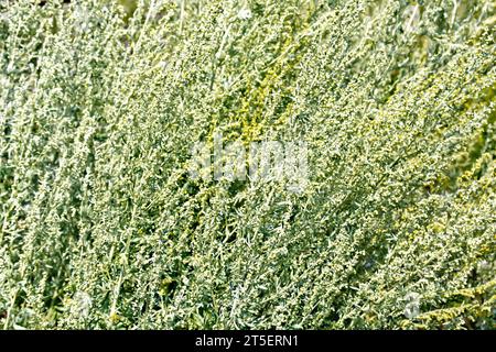 Hintergrund der grauen Wermutblüte Stockfoto