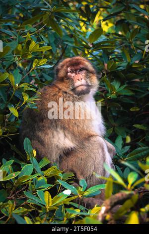 Berbermakaken ruhen in einem dichten Busch. Das Bild wurde in Trentham Monkey Forest UK aufgenommen. Stockfoto