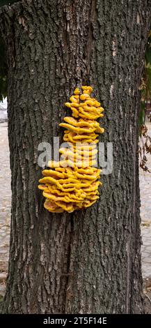 Laetiporus sulphureus ist eine Art von Klammerpilz (Pilze, die auf Bäumen wachsen) aus Tykocin, Polen Stockfoto