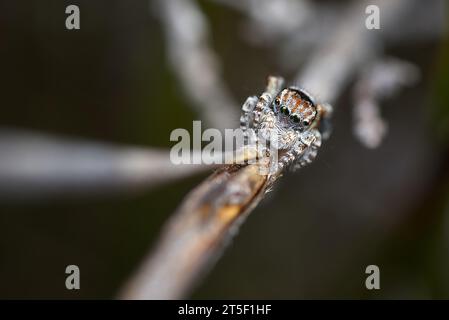 Die nicht beschriebene männliche Pfauenspinne, die derzeit als „Tigerhai“ Maratus in seinen Brutfarben bekannt ist Stockfoto