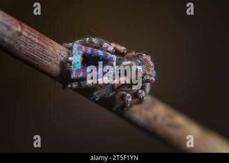 Eine männliche Pfauenspinne (Maratus hakea), die in seinen Brutfarben als „Tigerhai“ Maratus bekannt ist Stockfoto