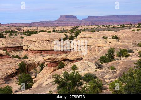 Spring Canyon entlang des Slickrock Trail im Needles District des canyonlands National Park in der Nähe von moab, utah Stockfoto