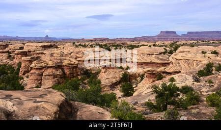 Spring Canyon entlang des Slickrock Trail im Needles District des canyonlands National Park in der Nähe von moab, utah Stockfoto