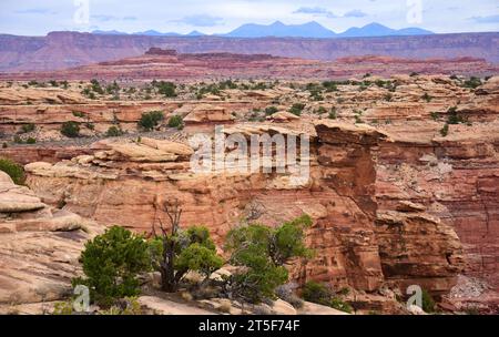 Der Spring Canyon und die La sal Mountains entlang des Slickrock Foot Trail im Needles District des canyonlands National Park in der Nähe von moab, utah Stockfoto