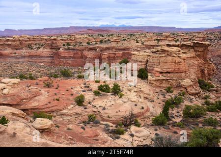 Der Spring Canyon und die La sal Mountains entlang des Slickrock Foot Trail im Needles District des canyonlands National Park in der Nähe von moab, utah Stockfoto