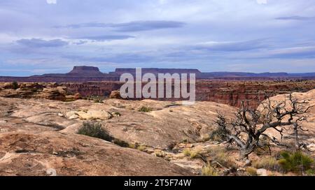 slickrock Trail im Needles District des canyonlands National Park in der Nähe von moab, utah Stockfoto