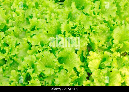 Salat mit dichter Pflanzung auf landwirtschaftlichen Feldern Stockfoto