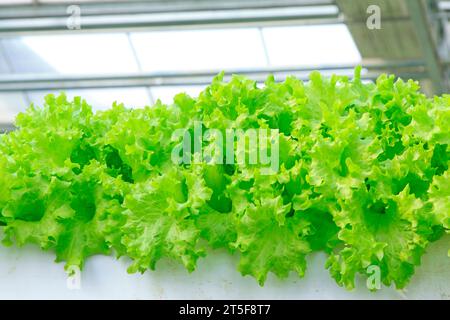 Salat mit dichter Pflanzung auf landwirtschaftlichen Feldern Stockfoto