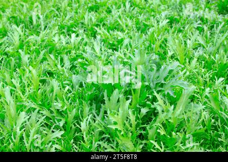 Salat mit dichter Pflanzung auf landwirtschaftlichen Feldern Stockfoto