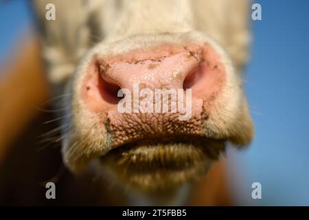 Weiße Kuh Nahaufnahme Porträt auf Weide. Übergroße und rosa Kuhnase. Stockfoto