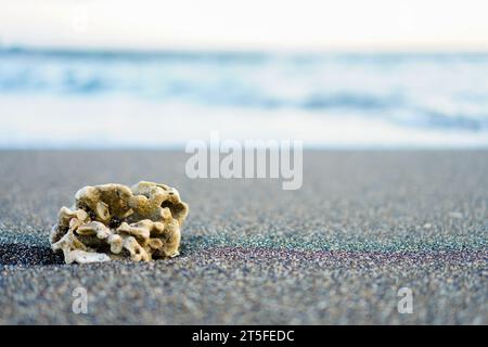 Ein detailliertes Bild von winzigen Korallen auf Strandsand, bereit für Ihren individuellen Text oder Bildunterschrift. Schätze am Strand Stockfoto