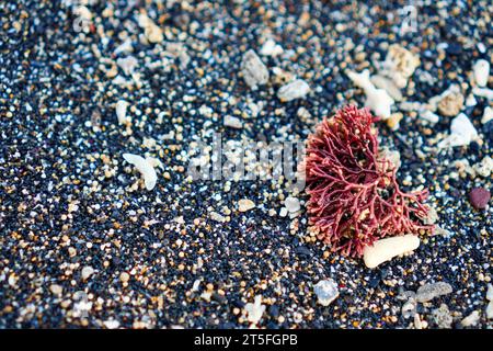 Nahaufnahme von kleinen roten Korallen, die auf dem Sand liegen. Mit Kopierraum für Text Stockfoto