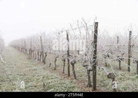 Vigne Raisin Cognac Stockfoto