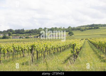 Vigne Raisin Cognac Stockfoto