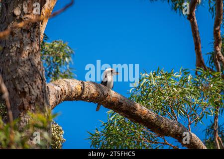 Lachende Kookaburra, die auf einem Zweig eines Gummibaums sitzt und sich umsieht, blauer Himmel im Hintergrund Stockfoto