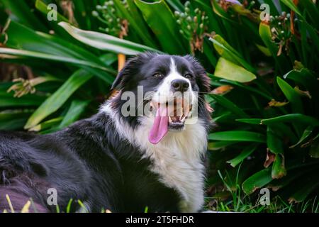 Porträt eines schönen Border Collie-Hundes, der auf dem Gras im Garten liegt Stockfoto