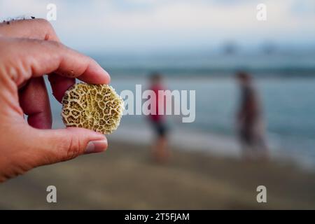 Hände halten kleine weiße Korallenblumen mit verschwommenem Hintergrund von Menschen, die am Strand spielen Stockfoto