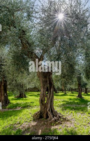 Die Sonne und ihre Strahlen filtern durch die Zweige eines jahrhundertealten Olivenbaums, Calci, Pisa, Italien Stockfoto