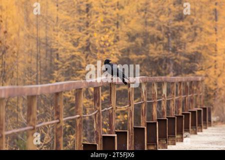 Ein schwarzer Rabe sitzt auf einem alten Metallzaun vor dem Hintergrund eines gelben Herbstwaldes Stockfoto