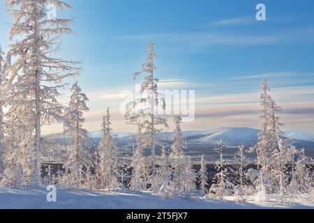 Winterabendlandschaft mit Bäumen bedeckt mit Heifrost vor dem Hintergrund der Hügel in Süd-Yakutia, Russland Stockfoto