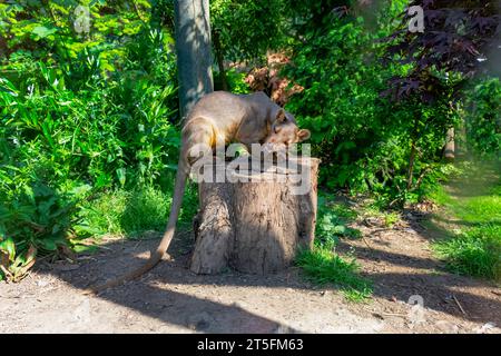 Fossa im Five Sisters Zoo, Schottland Stockfoto