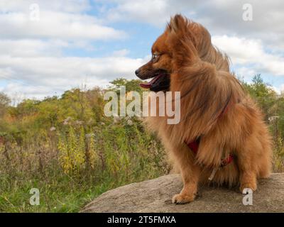 Rote Spitze vor dem Hintergrund einer Herbstlandschaft. Porträt eines Hundes, der auf einem großen Stein sitzt. Stockfoto