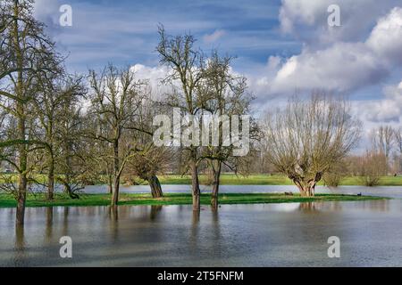 Überschwemmung im Naturschutzgebiet Urdenbacher Kaempe am Rhein, altes Rheinflutgebiet, Düsseldorf, Deutschland Stockfoto