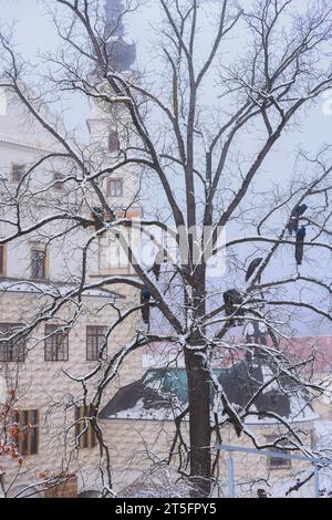 Schloss Pardubice in Tschechien im Winter. Pfauen auf dem Baum verbringen einen schneebedeckten Winter Stockfoto