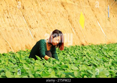 LUANNAN COUNTY - 15. JANUAR: Das technische Personal, das die Erdbeeren sorgfältig untersucht, 15. Januar 2014, Luannan County, Provinz hebei, china. Stockfoto