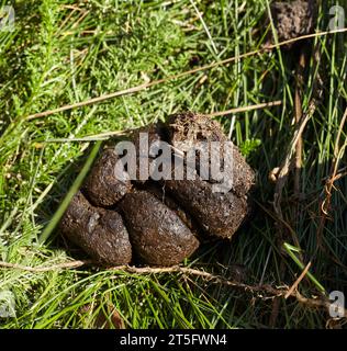 Pferdeexkremente, die auf dem Feld zu Dünger werden. Stockfoto