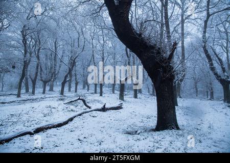 Einsamer, verschneite Buchenwald an einem kalten Wintertag Stockfoto