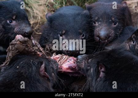 Tasmanian Devils im Tierschutzgebiet Aussie Ark. Aussie Ark liegt in Tomalla, New South Wales, Australien Stockfoto