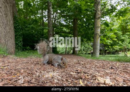 Graues Eichhörnchen, das sich von Samen ernährt, die auf dem Weg in einem öffentlichen Park fallen gelassen wurden Stockfoto