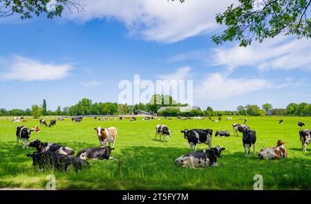 Herde von rot-weißen und schwarz-weißen friesischen Kühen auf einer niederländischen Wiese Stockfoto