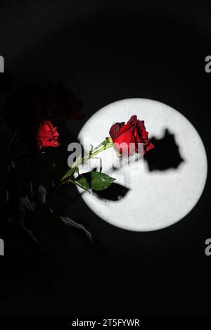 Rosen auf grauem Hintergrund mit Gobo-Lichteffekt. Schwarzer Hintergrund, Schatten Stockfoto