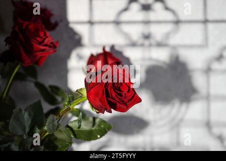 Rosen auf grauem Hintergrund mit Gobo-Lichteffekt. Schwarzer Hintergrund, Schatten Stockfoto