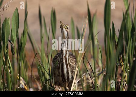 Amerikanische Bittern, Botaurus lentiginosus, Stalking for Food, Florida, USA Stockfoto