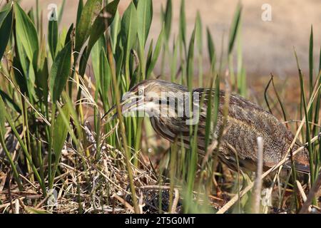 Amerikanische Bittern, Botaurus lentiginosus, Stalking for Food, Florida, USA Stockfoto