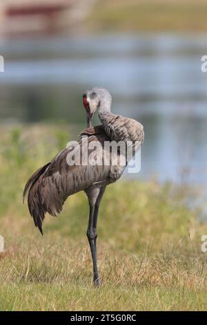 Sandhill Crane, Grus canadensis, Preening, Florida, USA Stockfoto