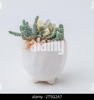 Seltene sukkulente Zimmerpflanze Cotyledon orbiculata variegated und sedum dasyphyllum Major in weißem handgemachtem Keramiktopf auf weißem Hintergrund Stockfoto