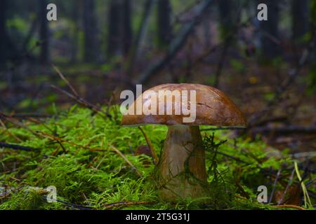 Lärchenboletenpilz Suillus grevillei. Stockfoto