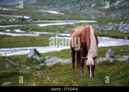 Pferd weidet auf der Wiese des Adamè-Tals. Poia alpiner Fluss. Adamello Berggruppe. Italienische Alpen. Europa. Stockfoto