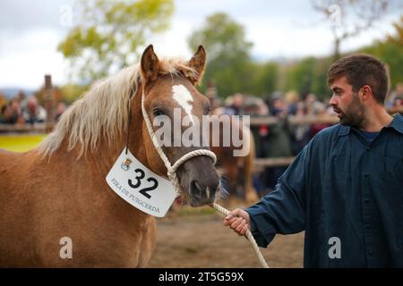 Fira del Cavall de Puigcerdà 2023 (Puigcerdà Pferdemesse 2023). La Cerdanya, Girona, Katalonien, Spanien, Südeuropa. Vieh, Tiermesse. Stockfoto