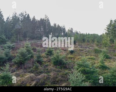 Waldverödung und Wiederaufforstung durch den Klimawandel in Bayern im Wald Stockfoto