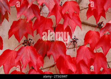 Kräftig rot gefärbtes Herbstlaub an einer Wand Stockfoto