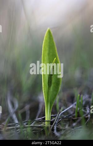 Ophioglossum vulgatum, allgemein bekannt als Adderzunge, Adderstongue oder Adderstongue Farn, Wildpflanze aus Finnland Stockfoto