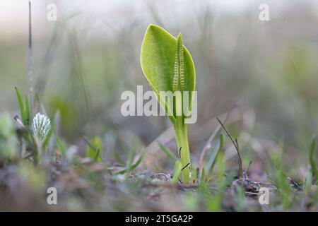 Ophioglossum vulgatum, allgemein bekannt als Adderzunge, Adderstongue oder Adderstongue Farn, Wildpflanze aus Finnland Stockfoto