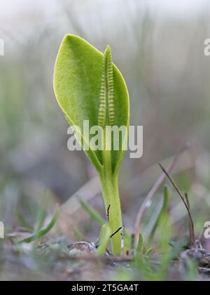 Ophioglossum vulgatum, allgemein bekannt als Adderzunge, Adderstongue oder Adderstongue Farn, Wildpflanze aus Finnland Stockfoto