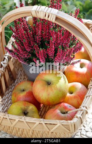 Ein Korb mit Heidekraut und Äpfeln Stockfoto